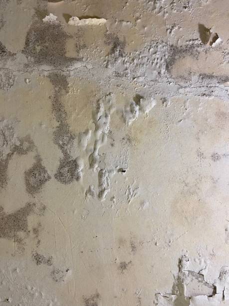 Best Mold Damage Repair  in Streetsboro, OH